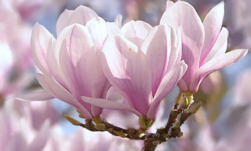Image 9: Set van 3 of 6 Magnolia planten