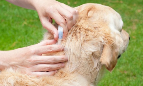 Traitement pipette anti-puces pour chien