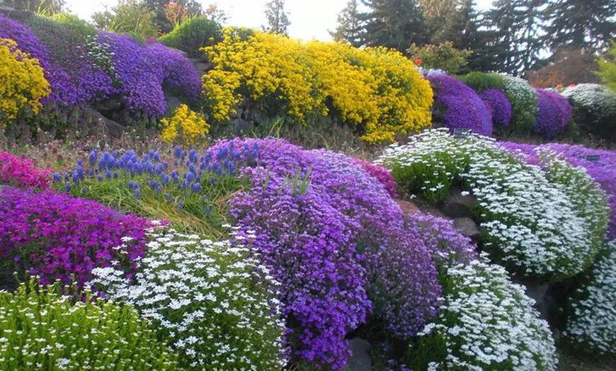 Image 1: Alpine Plant Collection