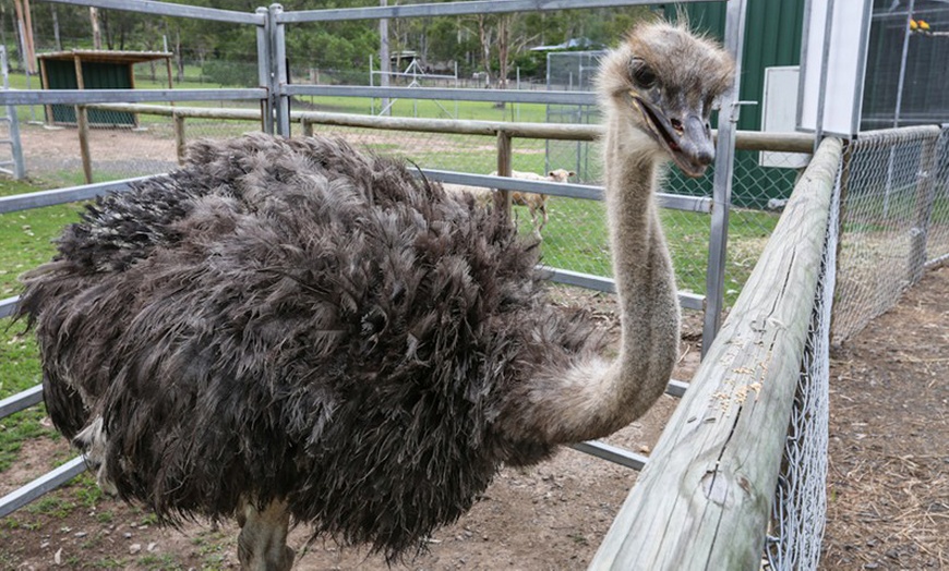 Image 7: Thrilling 4WD buggy tours and engaging animal encounters await
