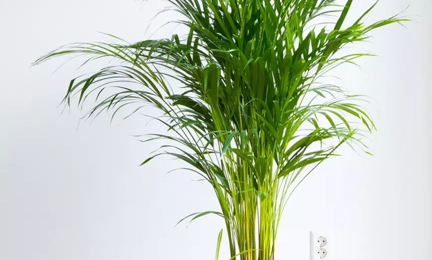 Image 4: Gouden fruitpalm en Mexicaanse dwergpalm