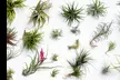 Lot de 6 ou 12 plantes aériennes "Tillandsia" avec livraison offerte - Image 4