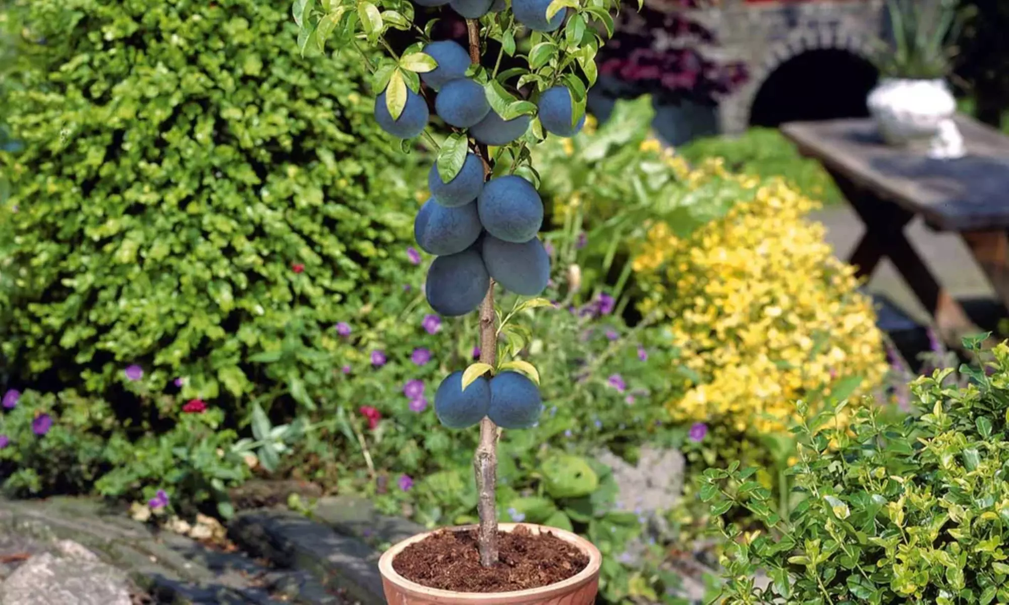 1 of 2 sets van 6 fruitbomen