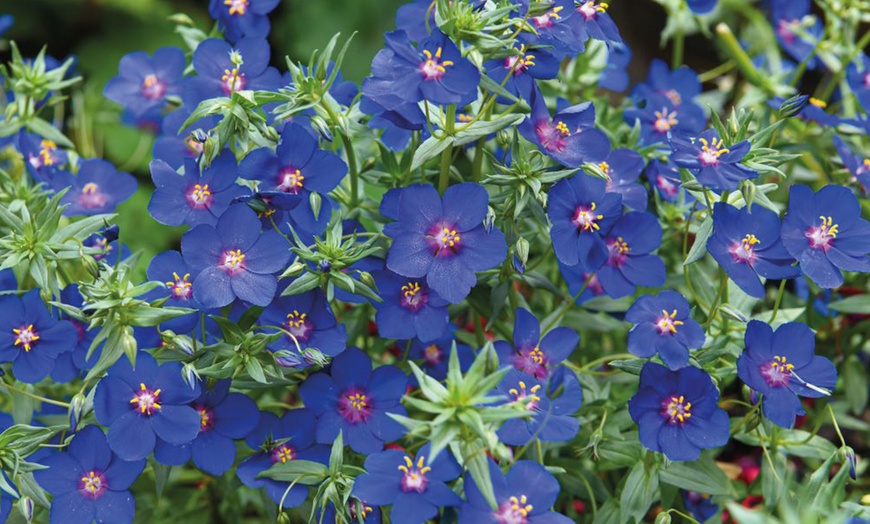 Image 2: 5, 10 or 20 Anagallis Skylover Plants
