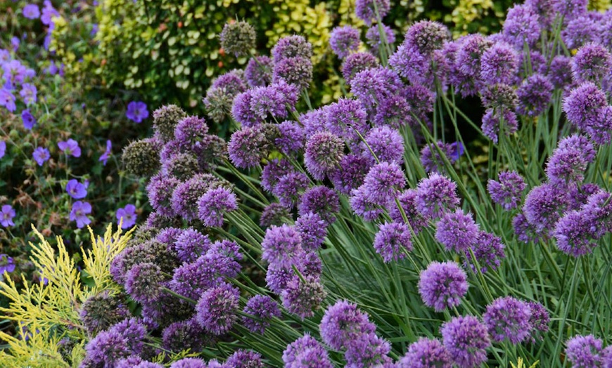 Image 1: Up to Three Allium 'Medusa' Plants 7cm