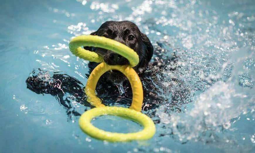 Image 2: Water Fun Awaits: Doggy Fun Swim Session (Owners Welcome to Swim Too)