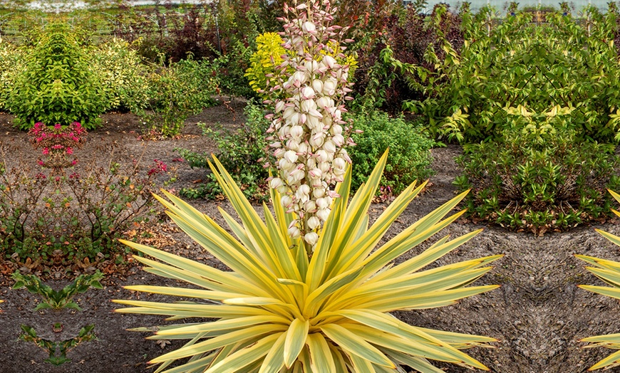 Image 1: Yuccas gloriosa ''Bright Star'' 