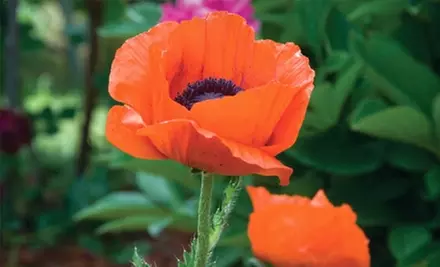 $20 for One Ticket to Tour of Home Gardens Presented by the Santa Fe Botanical Garden (Up to $40 Value)  - Primary Image