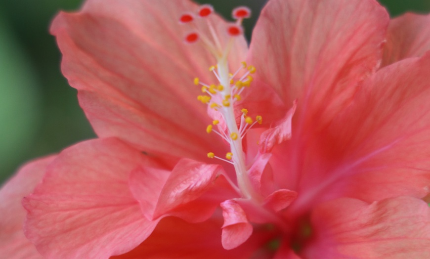 Image 7: Hibiscus rustiques