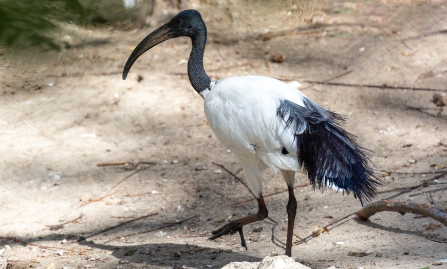 Image 3: Entradas al zoo con una bolsa de comida