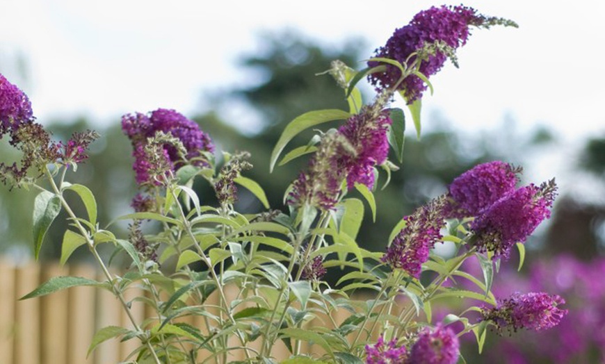 Image 2: Buddleja Davidii Wisteria Lane in 3L Pot