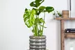 Plante d'intérieur purificatrice d'air Monstera Deliciosa - Second Medium