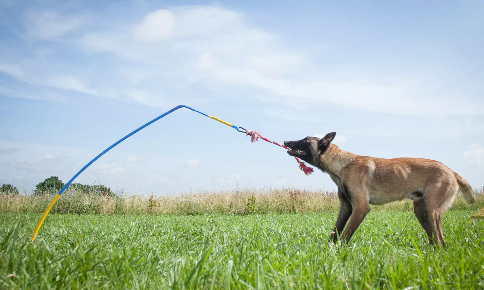 Tether Tug Outdoor Dog Toy - Primary Image
