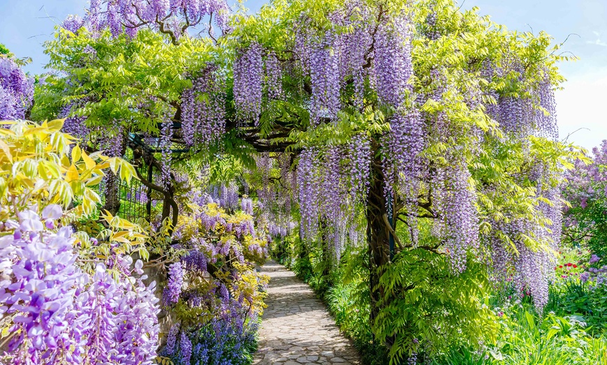 Image 1: Wisteria Tree 2L Pot – One or Two Plants