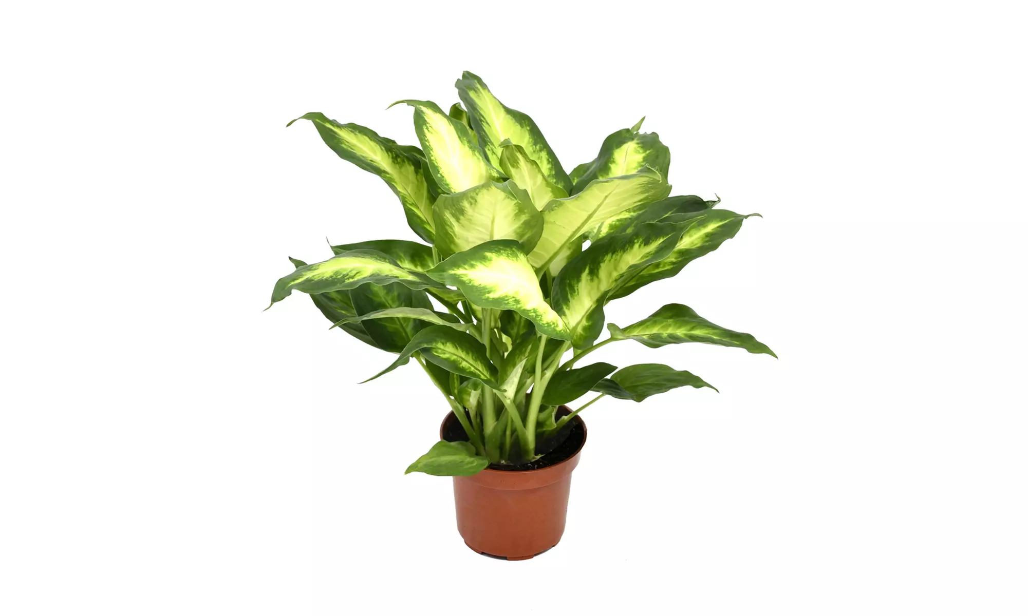 4  plantas de interior