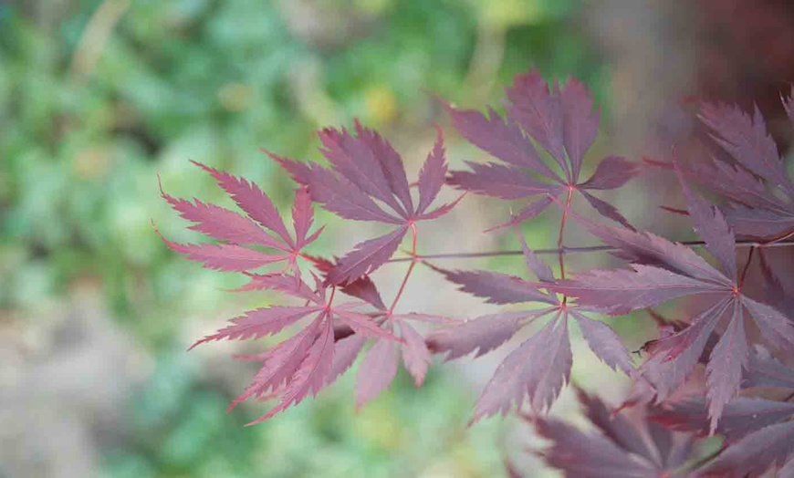 Image 4: 1 ou 2 érables du Japon ''Acer Black Lace''