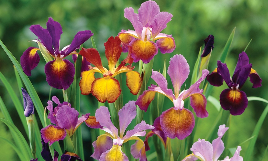 Image 2: Dutch Iris Metallic Mix - 50 or 100 Bulbs