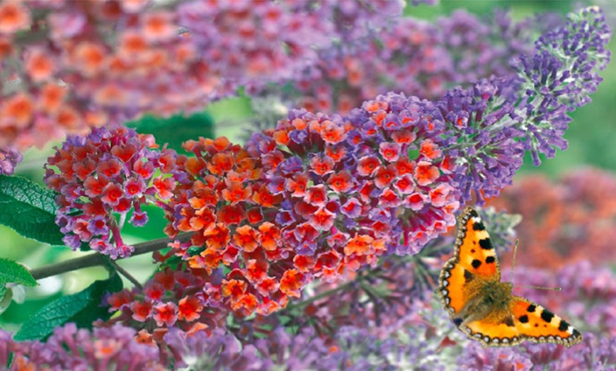 Image 2: Bicolour Flowered Butterfly Bush