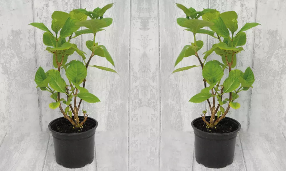 Two or Four Hardy Shrub Hydrangea Glam Rock Plants - Image 4