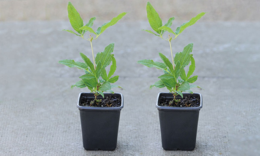 Image 3: One, Two or Three Clematis Napaulensis Plants in 7cm Pots