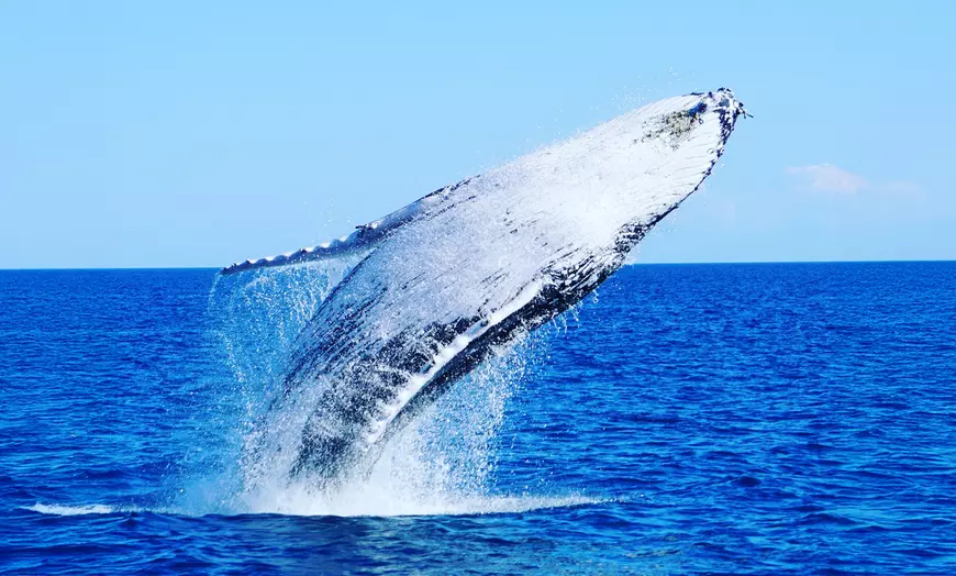 Image 1: Sail Across Gold Coast Broadwater on a 4 Hour Whale Watching Cruise