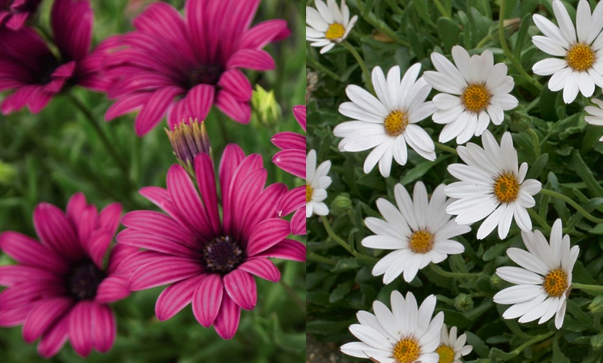 Image 1: Osteospermum Hardy Snow Pixie, Tresco Purple or Collection