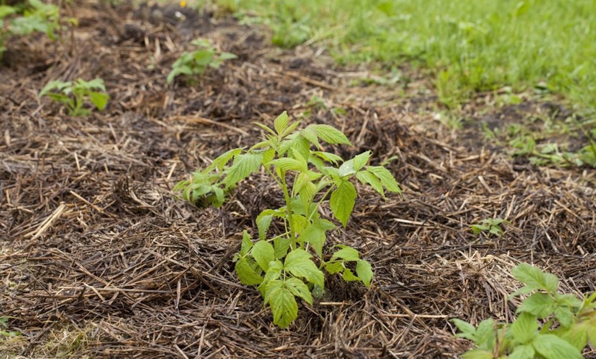 Image 4: One or Two Garden Mulch Collections