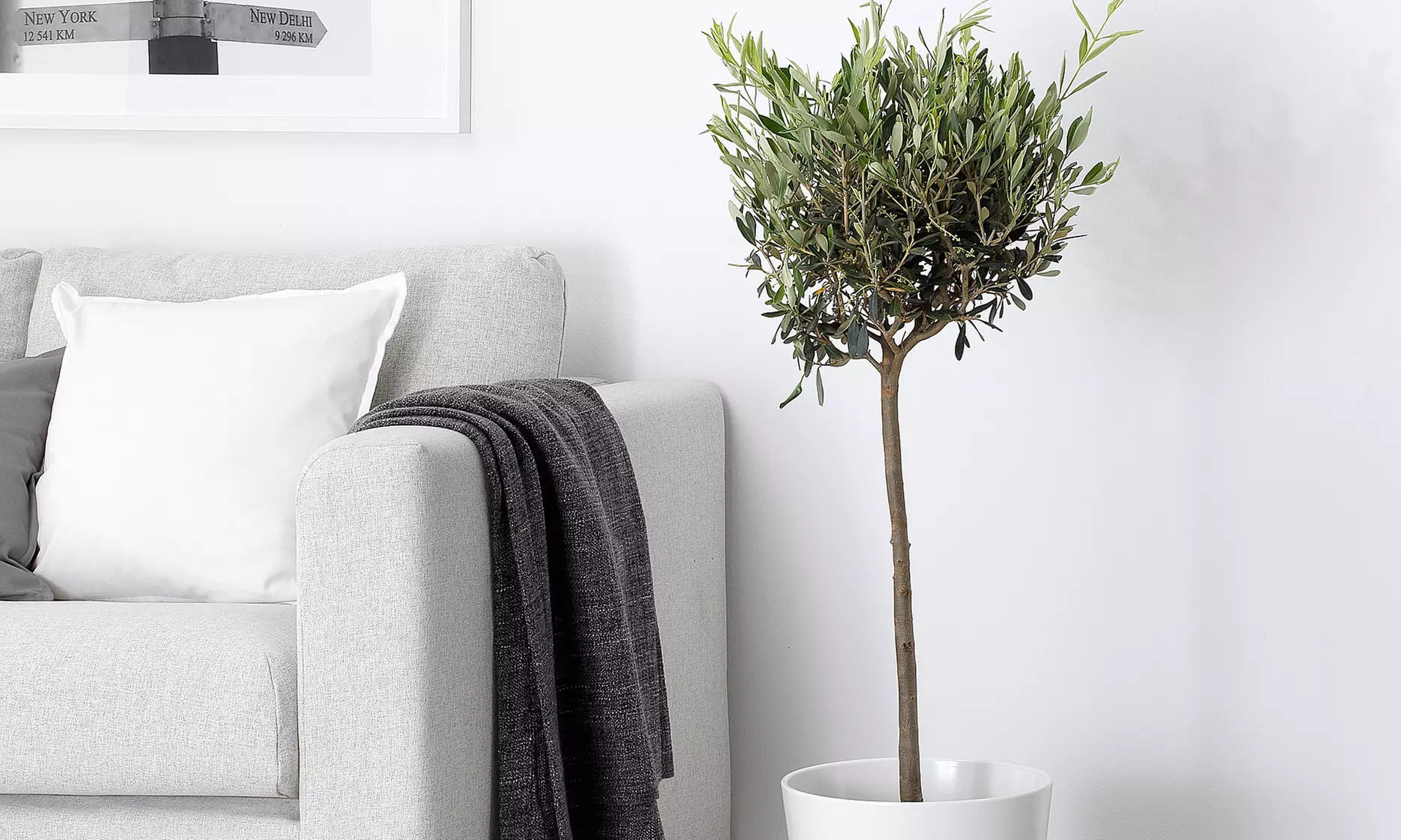 4 plantas mediterráneas