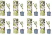 Plantas y árboles de olivo en varios tamaños - Second Medium