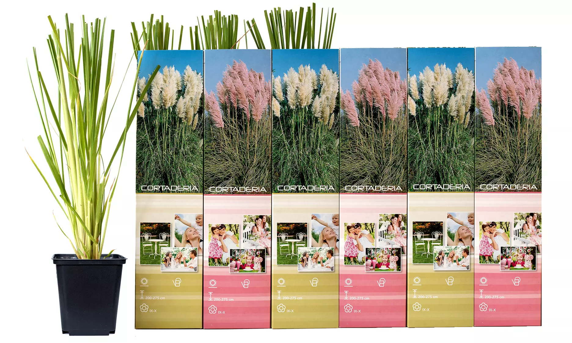 Set de 3 plantas de exterior Pampa