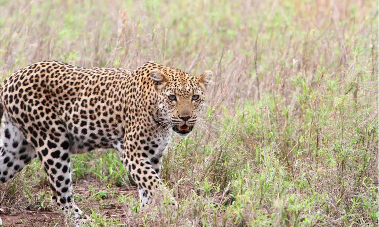 South Africa: Up to 7-Night Experience