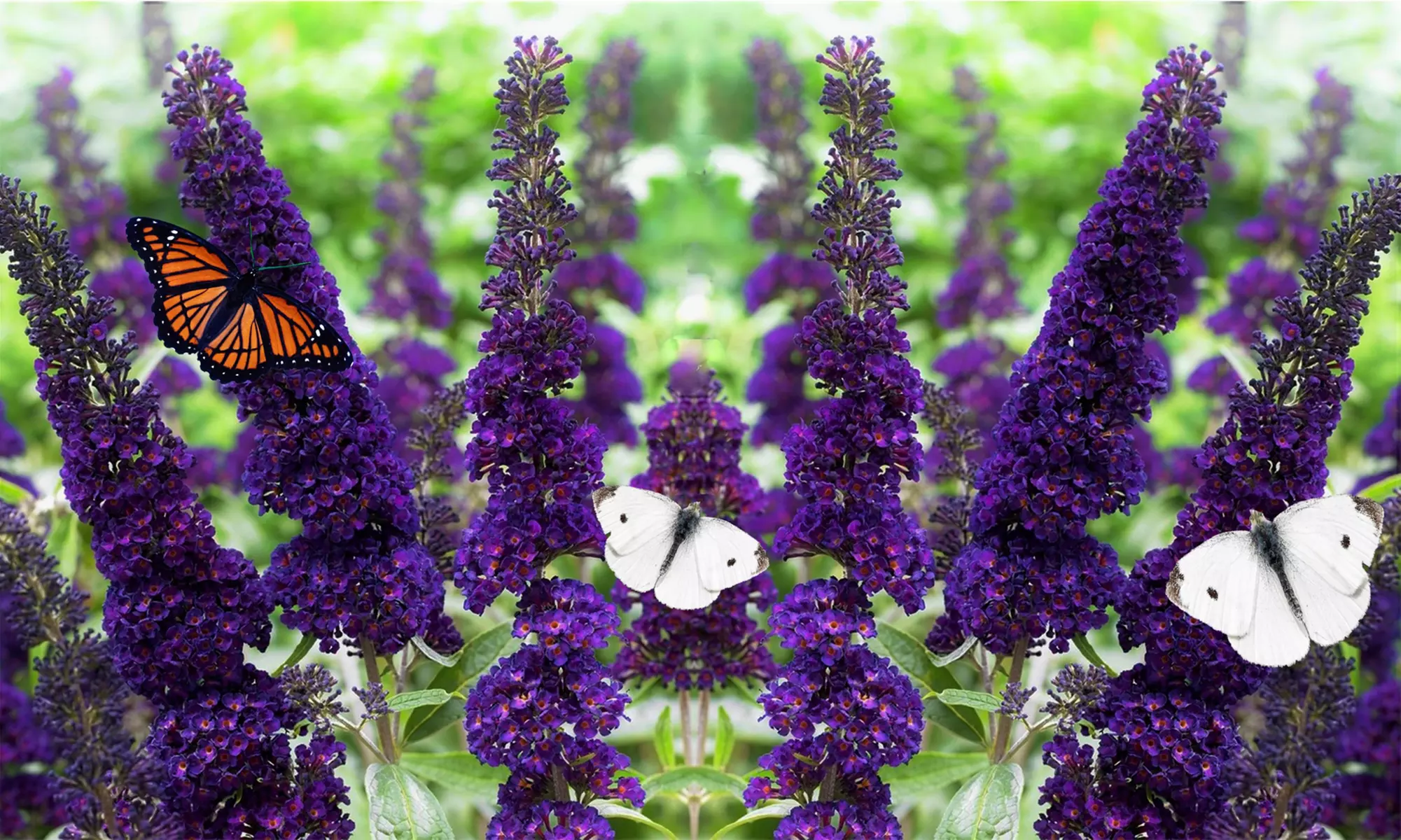 2er- oder 4er-Set Buddleja Schmetterlingspflanzen, inkl. Versand - Primary Image