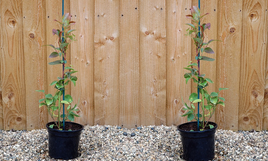 Image 9: Blueberry BerryBux Plants