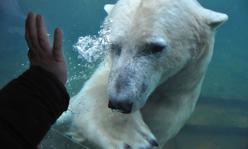 Image 5: Tagesticket für Erlebnis-Zoo Hannover