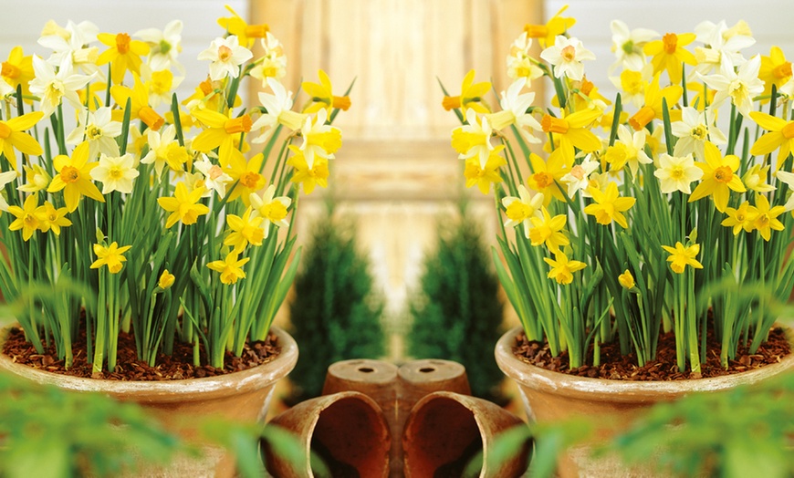 Image 1: 20, 40 or 80 Narcissus Miniature Mixed Bulbs