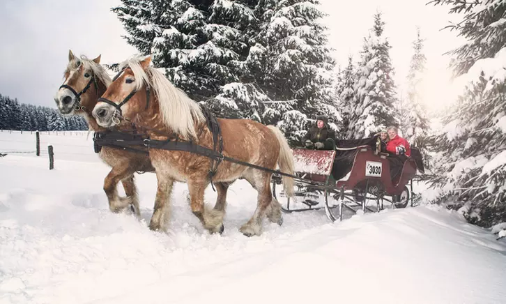 60 Min. Pferdeschlitten- oder Kutschfahrt für bis zu 5 Personen