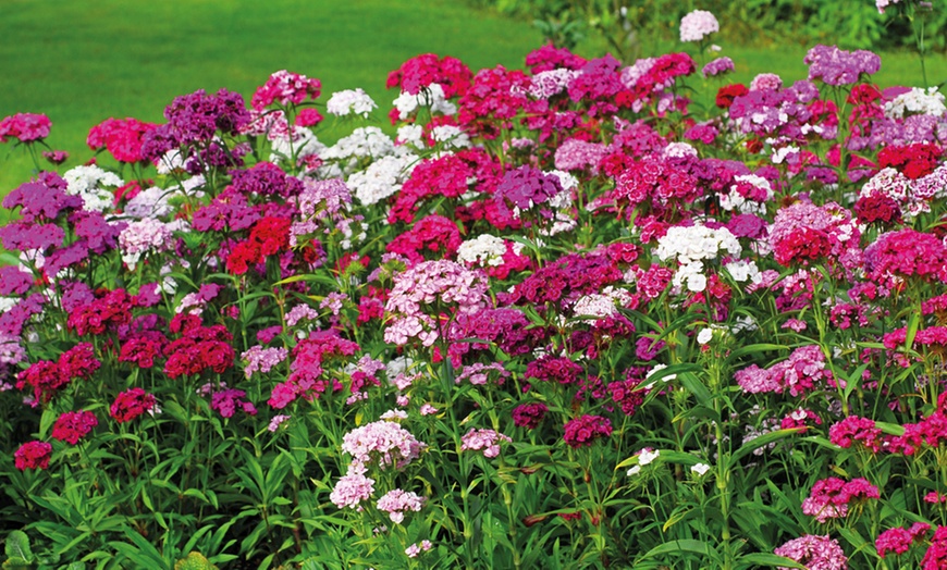 Image 10: Winter Flowering Bedding Plants