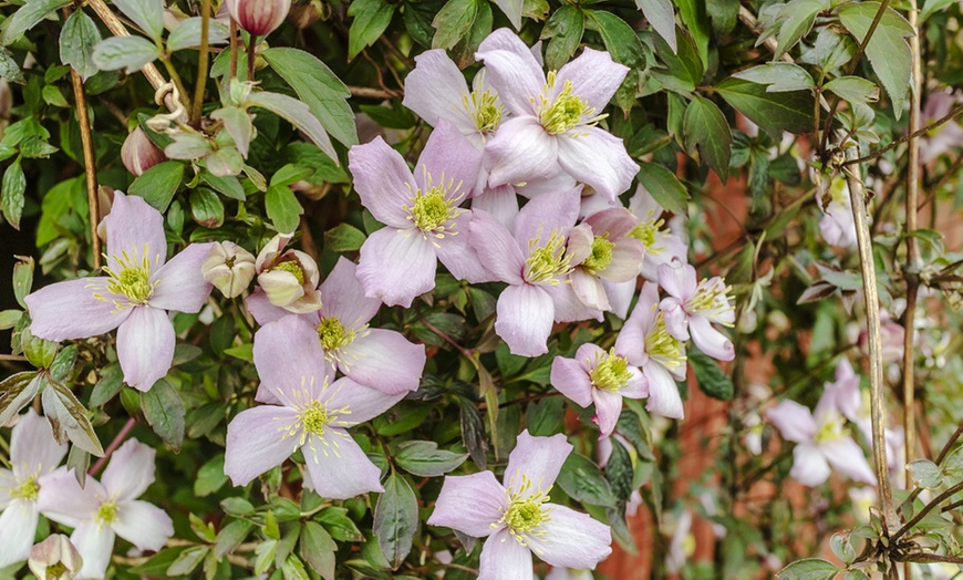 Image 3: Clematis Montana 'Mayleen' - 1, 2 or 3 Potted Plants