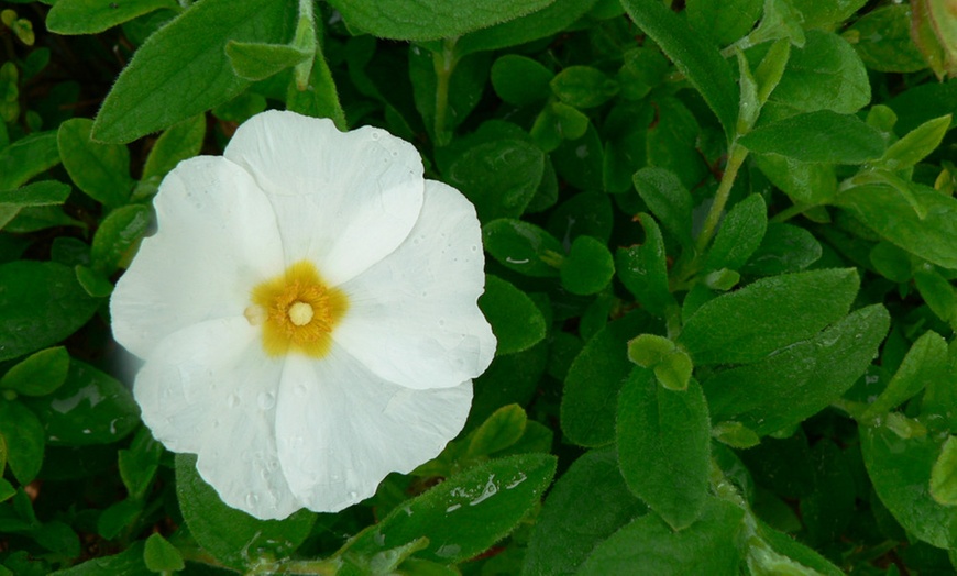 Image 1: One, Three or Five Cistus Thrive Rock Rose Potted Plants