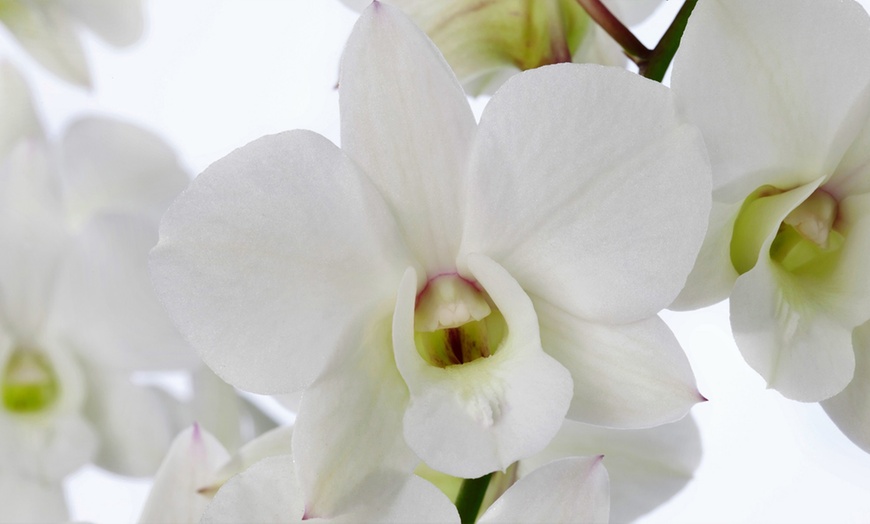 Image 6: Orchidées Dendrobium sa-nook