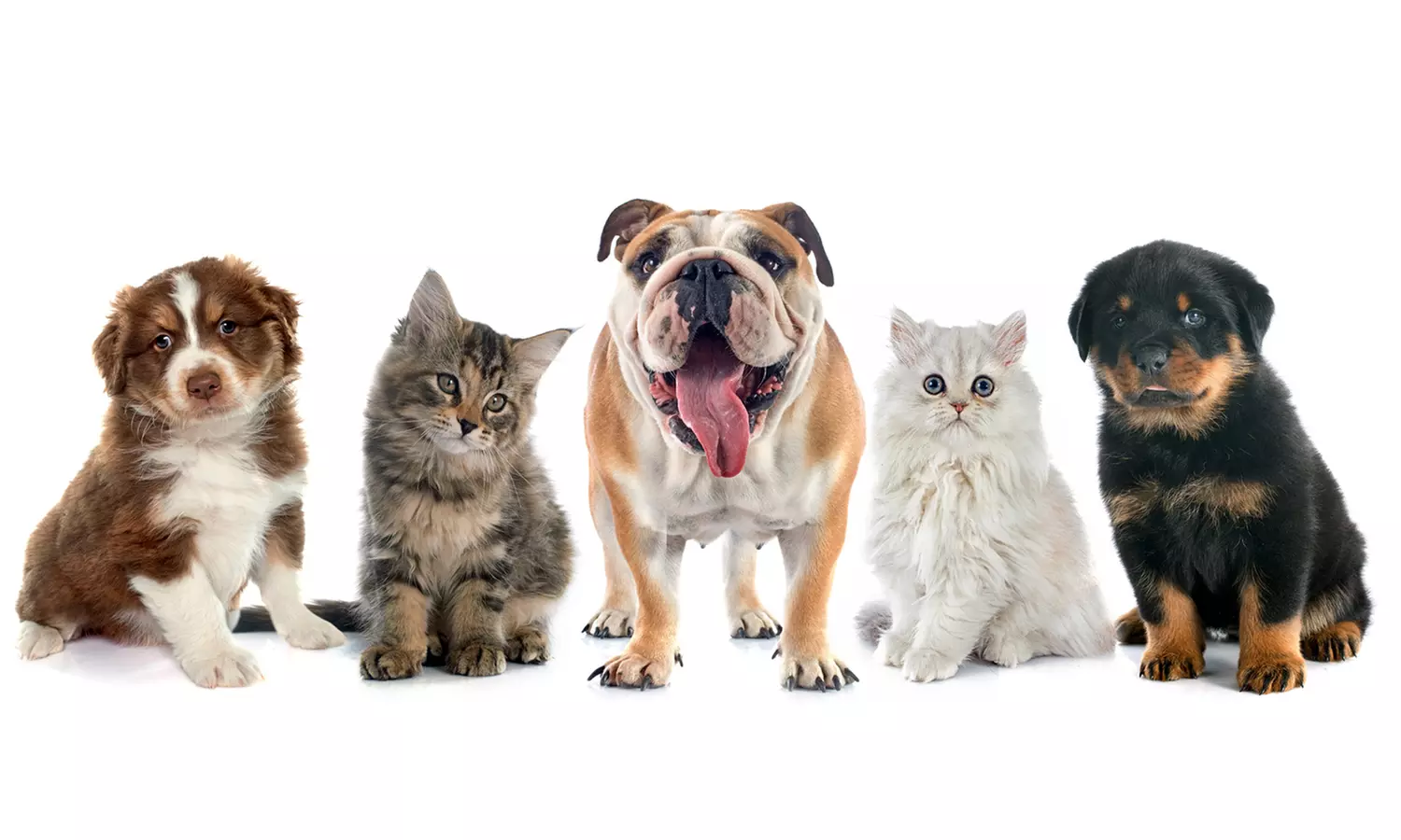 Full Grooming with Haircut at Cute Cat Veterinary clinic