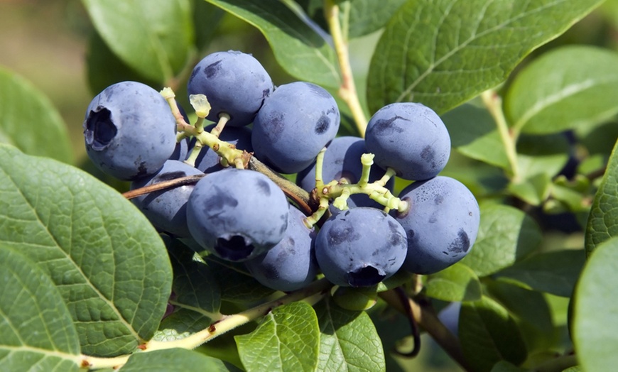 Image 9: Blueberry All Season Collection - Duke, Bluecrop & Elliot - 1 or 3 Potted Plants 