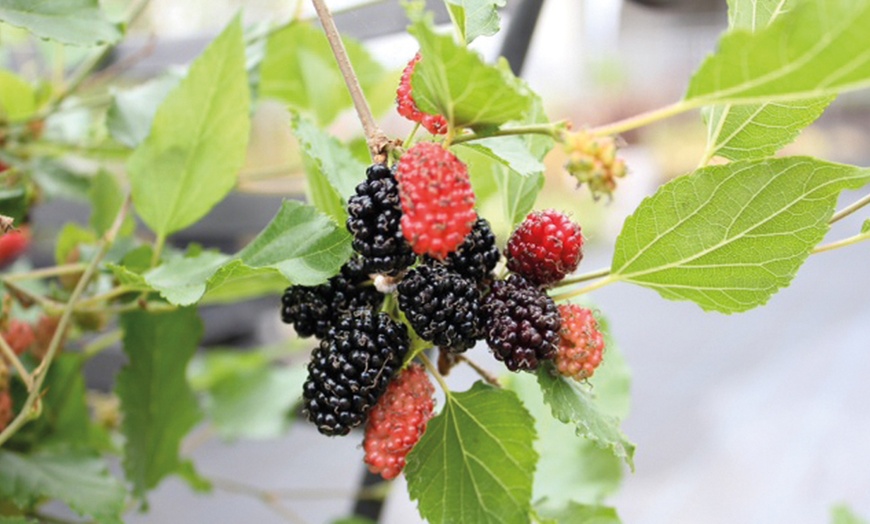 Image 4: Up to Three Black Mulberry (Morus) Charlotte Russe Plants in 9cm Pots