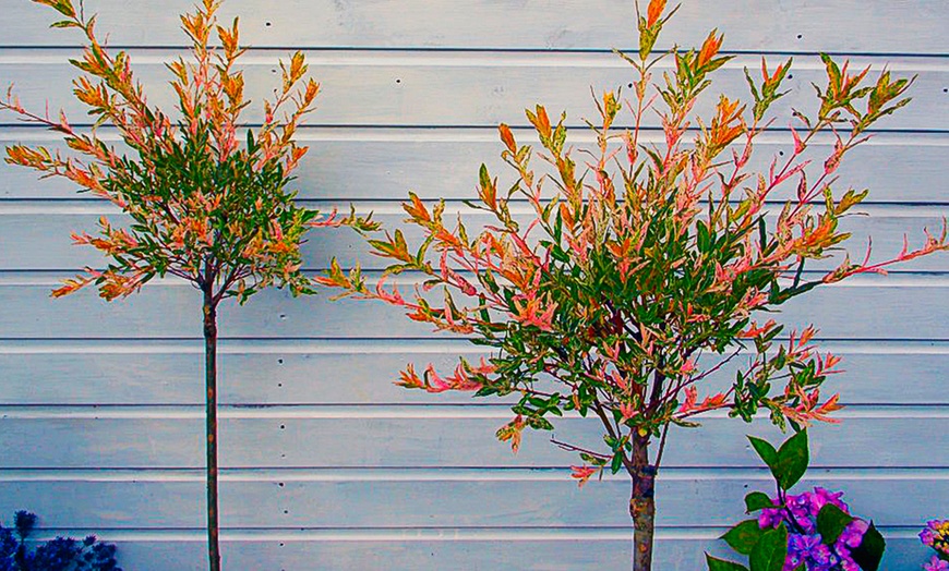 Image 2: Topiary Salix Flamingo Plants