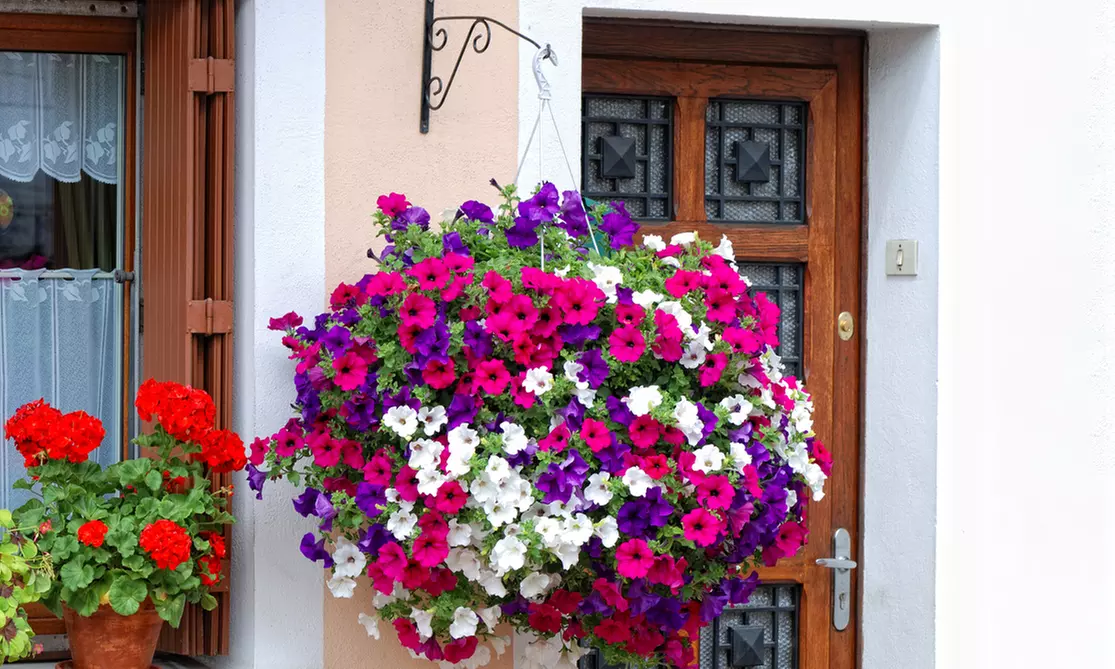 Mélange de 6 pétunias à grandes fleurs, hauteur de 15 cm (pot inclus) - Primary Image