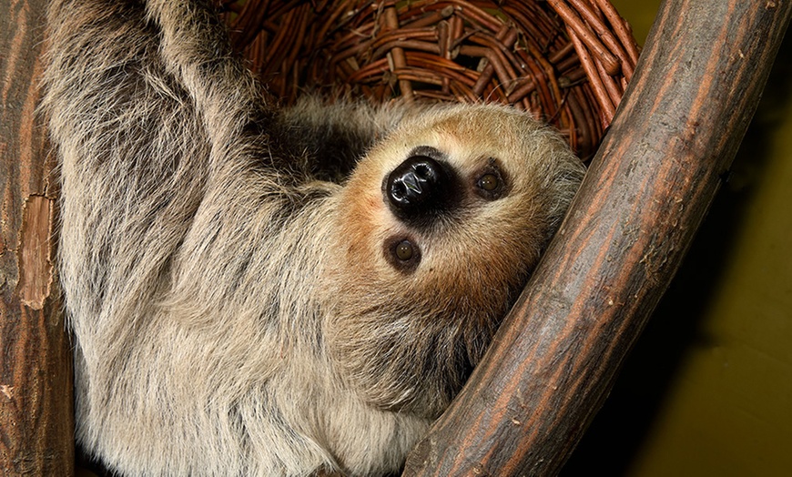 Image 11: Tageskarte Kölner Zoo & Aquarium