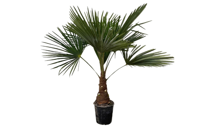 Image 4: 1 ou 2 palmiers "Trachycarpus fortunei" de Gardenzo