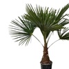 Image 4: 1 ou 2 palmiers "Trachycarpus fortunei" de Gardenzo