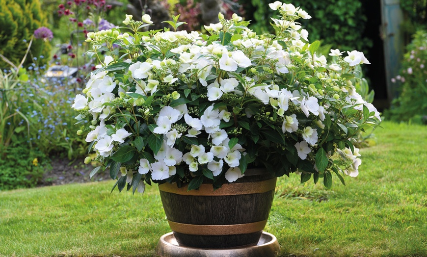 Image 6: Hydrangea Hybrid Runaway Bride