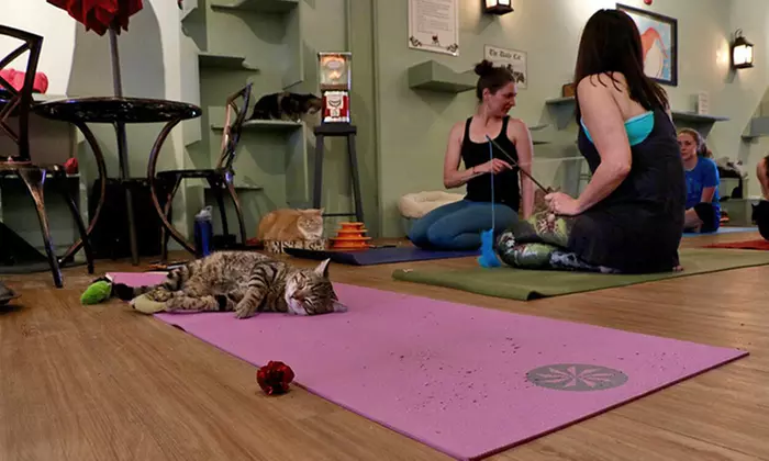 Café Visit with Coffee and Optional Yoga Class at Le Cat Cafe (Up to 40% Off). Four Options Available. - Second Medium